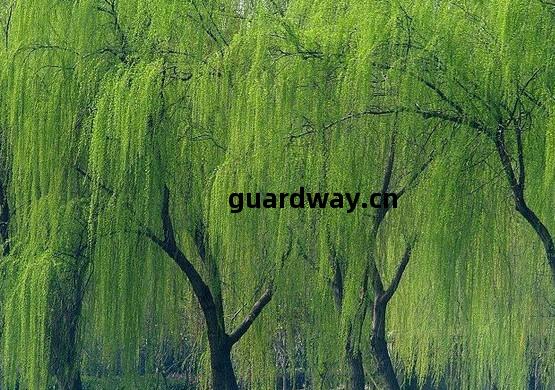 山(shan)東(dong)金絲垂(chui)柳銷(xiao)售(shou)-盛都(dou)園(yuan)林 產(chan)品(pin)展(zhan)示(shi)(山(shan)東(dong)法(fa)桐(tong)小(xiao)苗(miao),山(shan)東(dong).